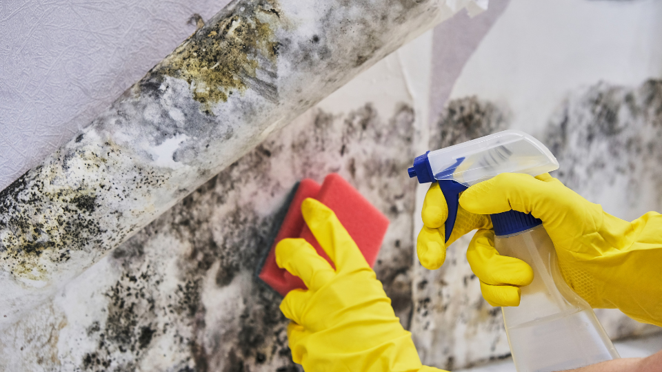 Person cleaning mold from wall with spray and sponge.