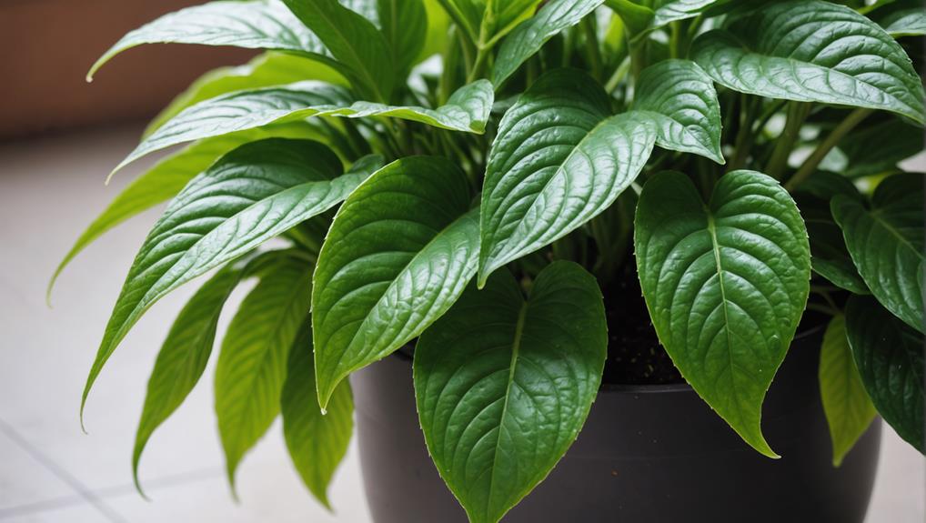 houseplants require quality soil