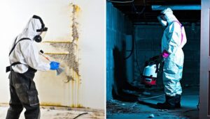 mold removal diy vs professional